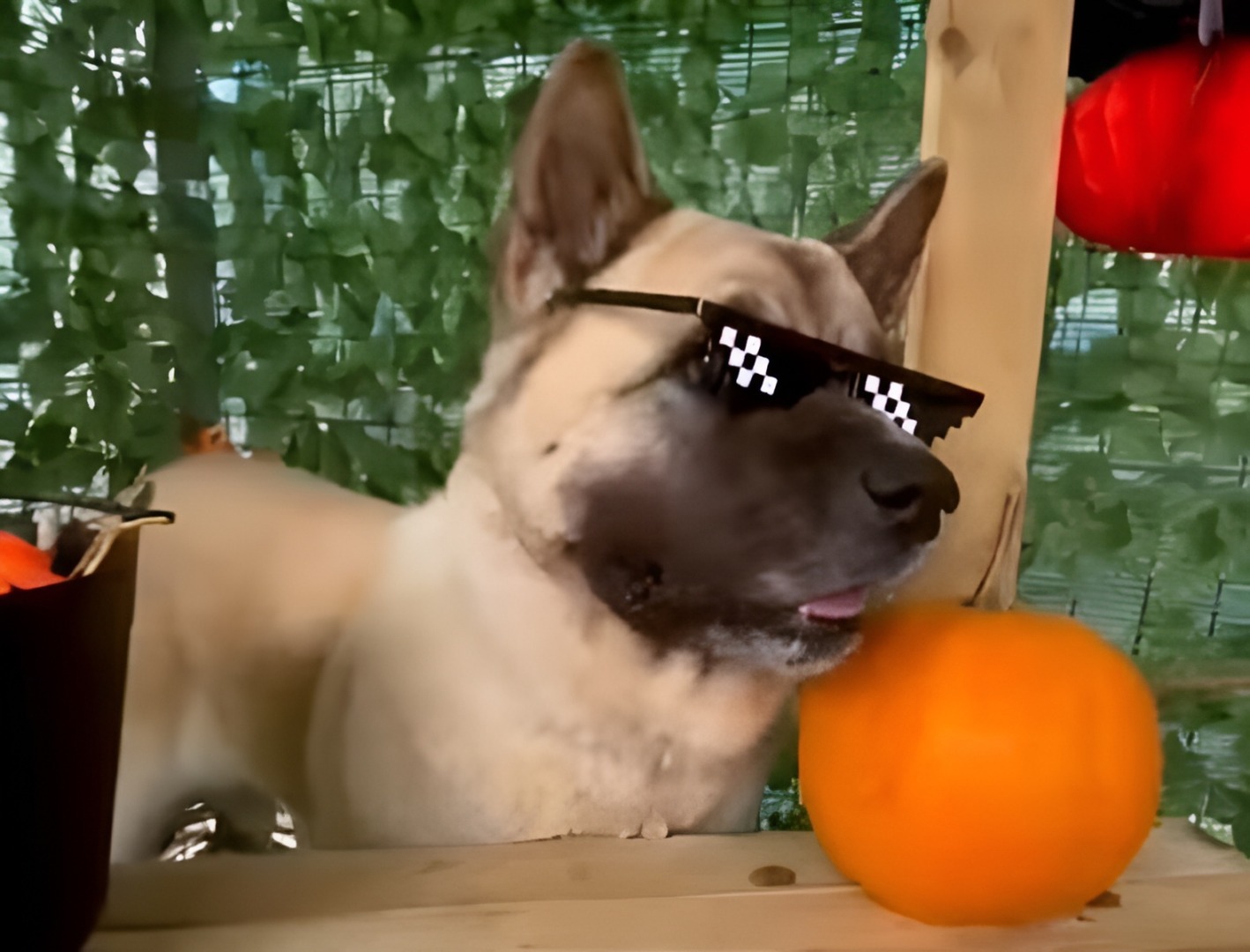 Câine costumat de Halloween