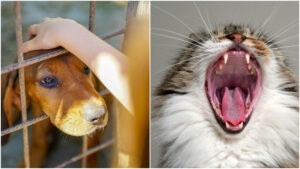 Colaj foto cu un câine stă într-o cușcă, iar o pisică are gura deschisă.