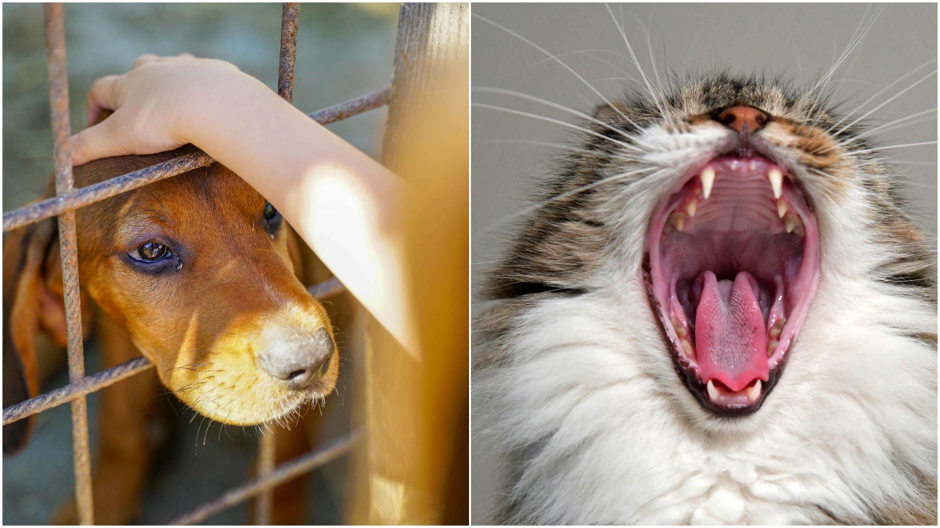 Colaj foto cu un câine stă într-o cușcă, iar o pisică are gura deschisă.