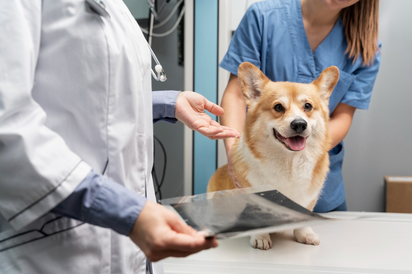 câine corgi la cabinet veterinar