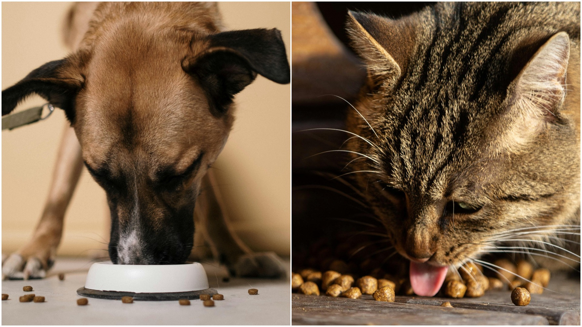 Un câine și o pisică mănâncă boabe.