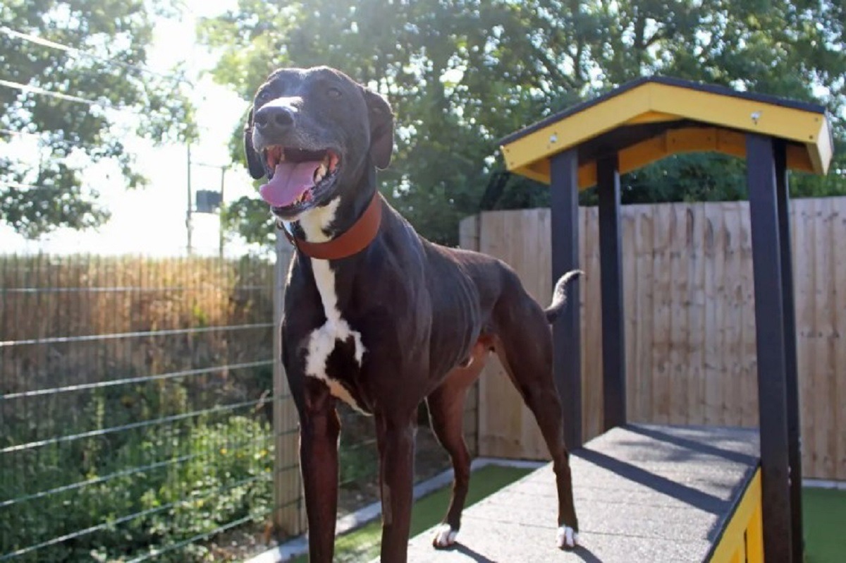 cainele vesel in tarc