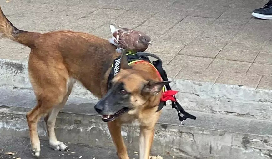 cainele tine un porumbel pe spate