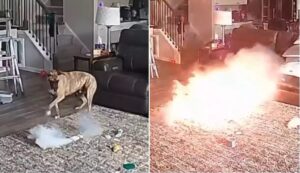 cainele declanseaza un incendiu in casa