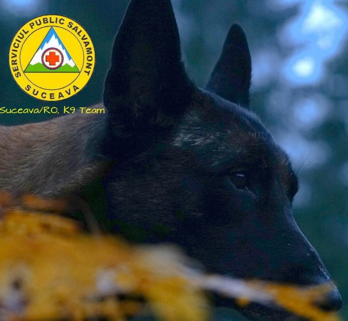 caine de salvare
