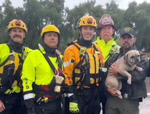 Pompierii californieni salvează un câine