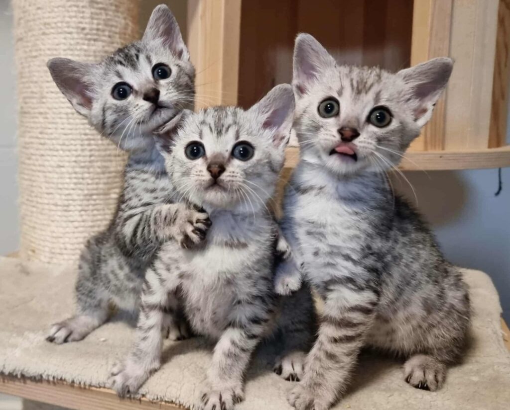 Trei pui de pisică de rasă