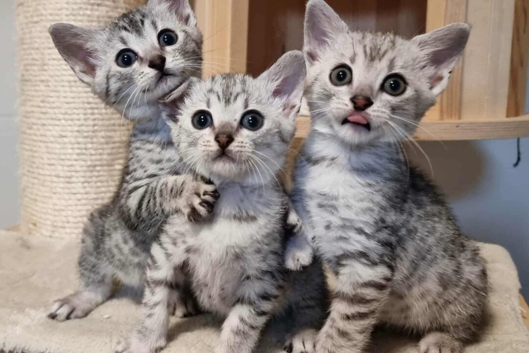 Trei pui de pisică de rasă