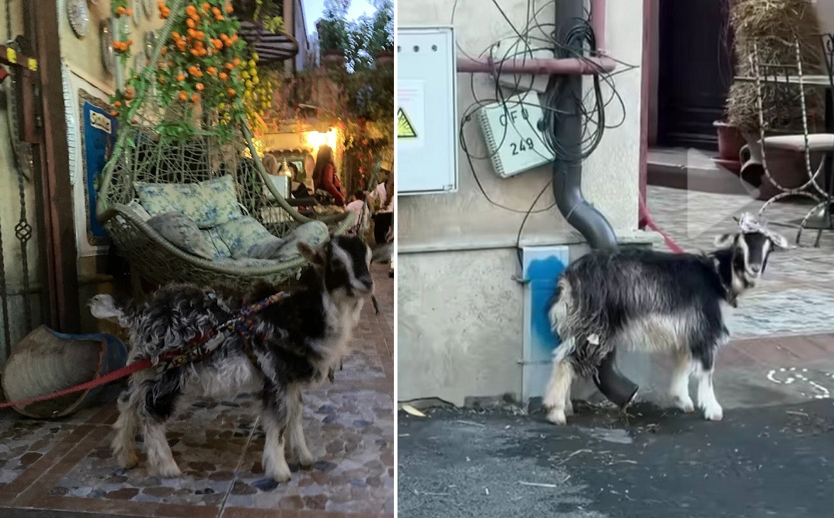 capra legata in fata restaurantului