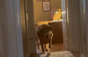 Câine cu dovleac în gură