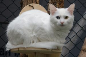 pisica van turceasca