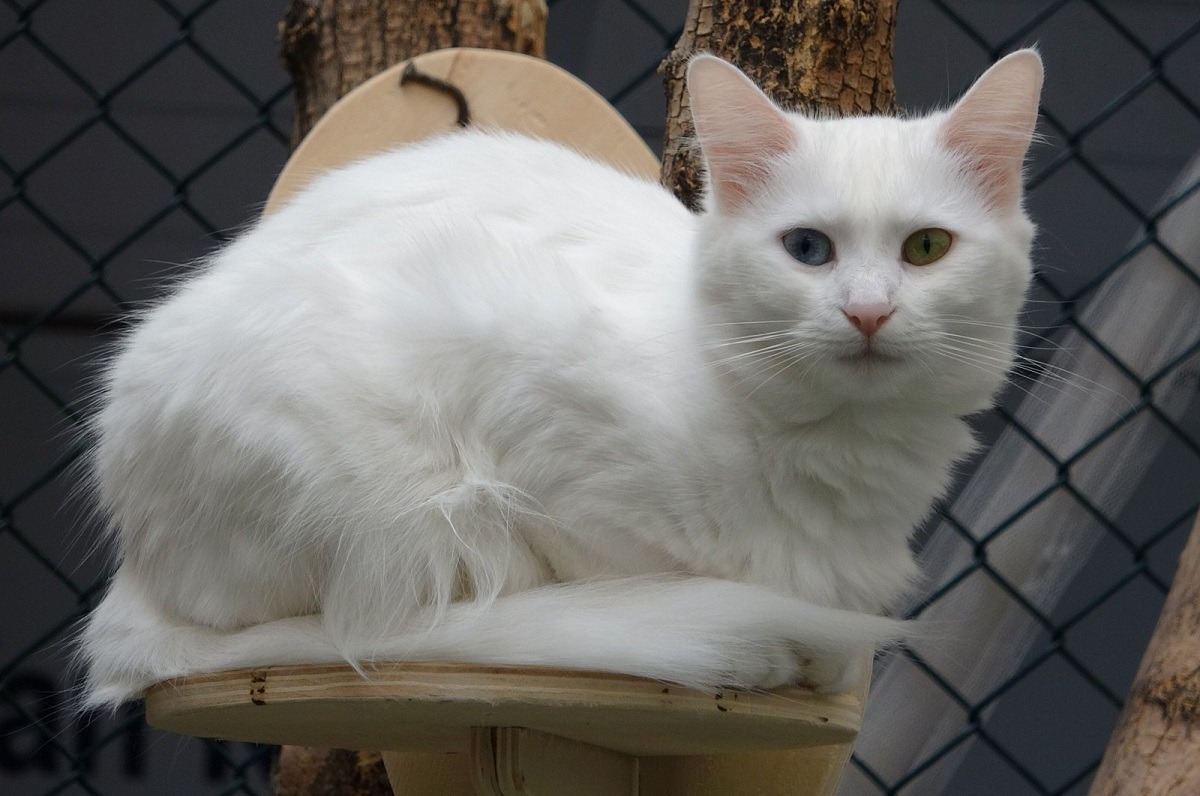 pisica van turceasca