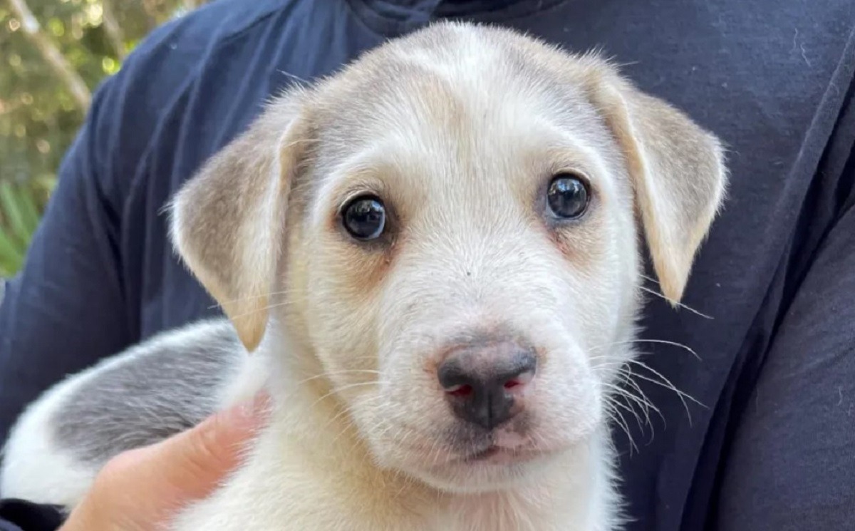 catel in bratele stapanului