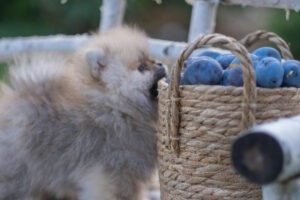 Pomeranian lângă un coș cu prune