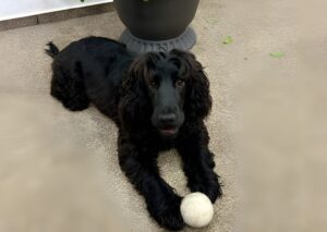 Cățel negru, Katya