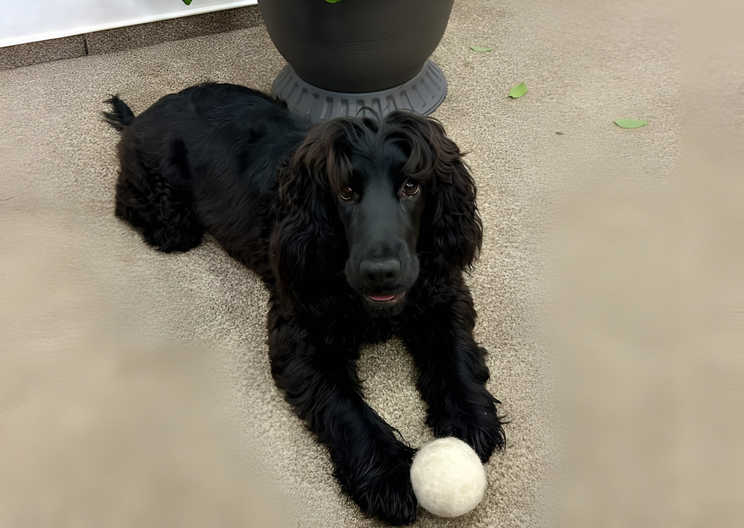 Cățel negru, Katya