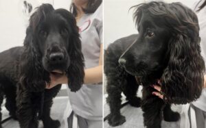 catelusa ingrijita de ASPA