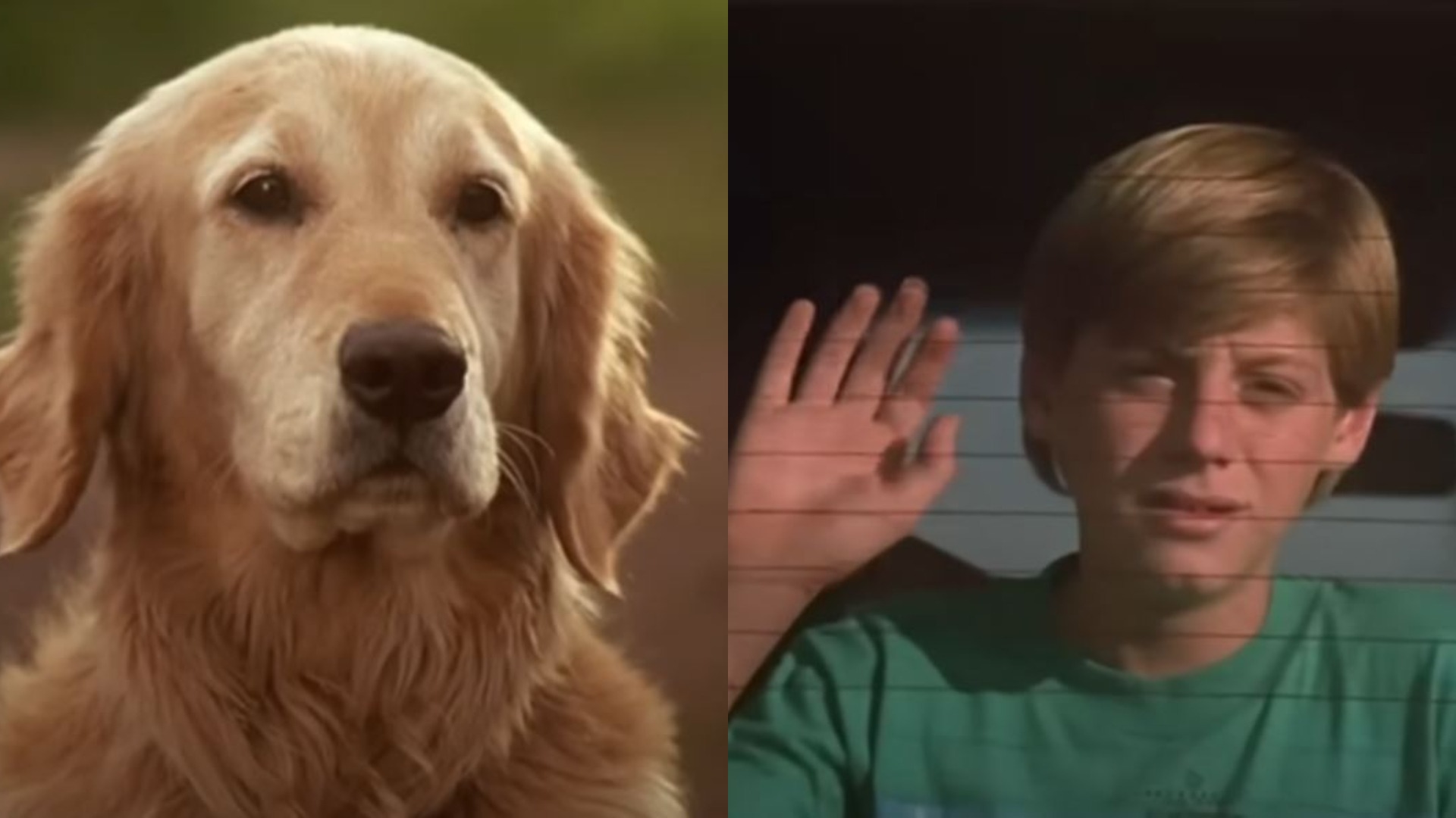 Cățelușa Molly și copilul din filmul „Homeward Bound: The Incredible Journey”.