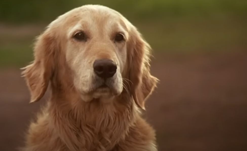 Cățelușa Molly, actrița de film.