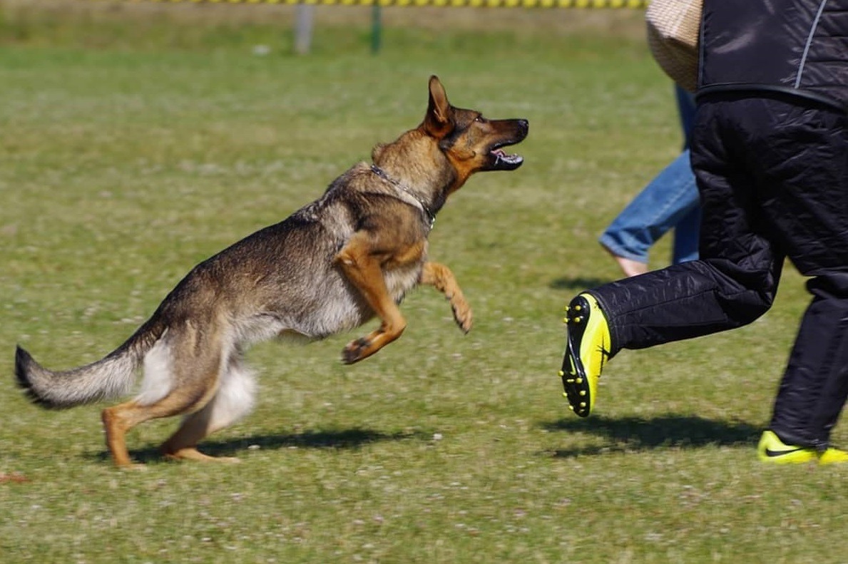cainele te ataca pe strada