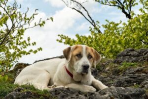 cel-mai-frumos-oras-de-coasta-impune-reguli-dure-pentru-animale