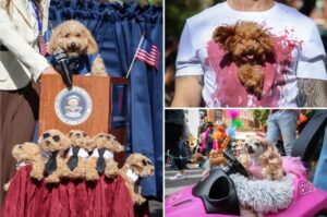 parada caini Halloween