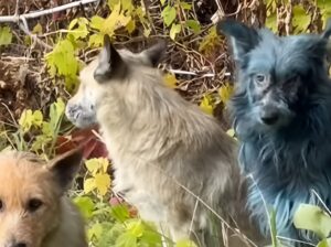 Câini în apropiere de Cernobîl