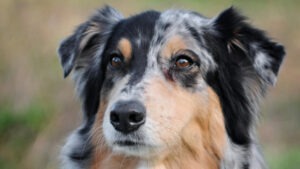 Câine din rasa Ciobănesc Australian.