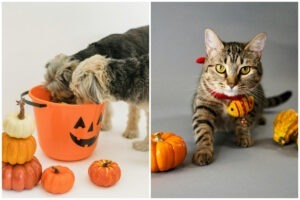 Colaj cu 2 caini si pisica langa dovleci de halloween