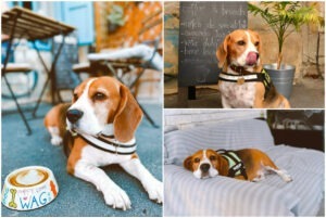 Colaj cu cățelul Charlie la Charlie’s Cafe