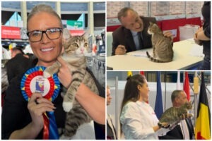 Colaj cu Spark, motanul Soniei Simionov