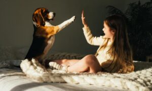 cainele se joaca cu stapana