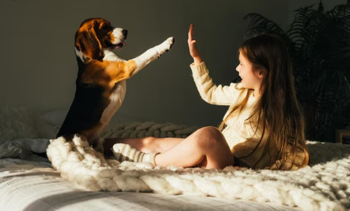 cainele se joaca cu stapana