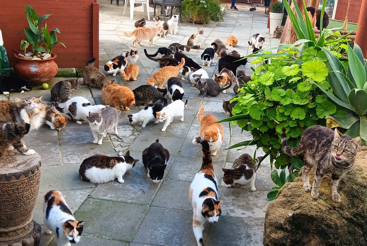 multe pisici in Cipru