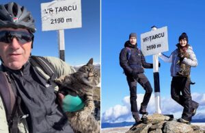 pisici la statia meteo tarcu