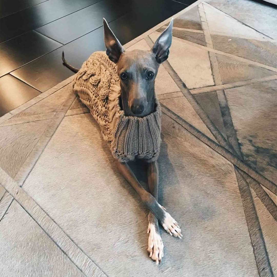 downloadgram.org_568621495_19265872498057818_6345522587879784434_n