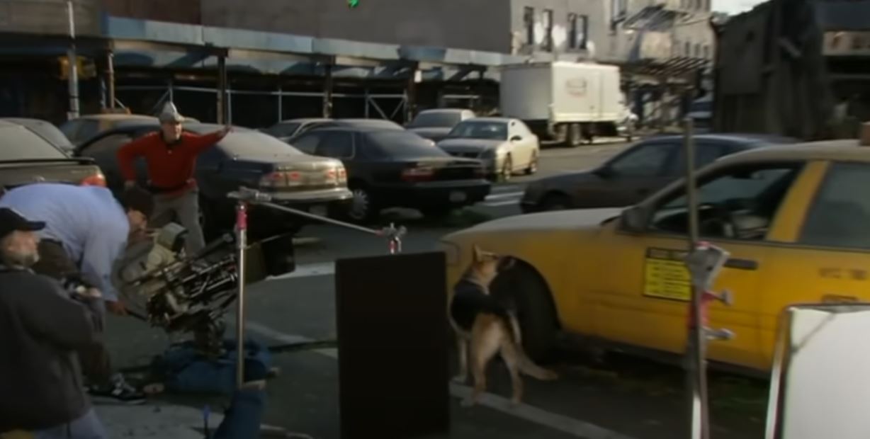 Dresor de câine pe platoul de filmare atunci când câinii sunt actori.