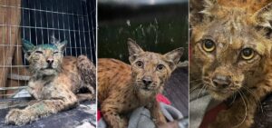 rasul a primit tratament