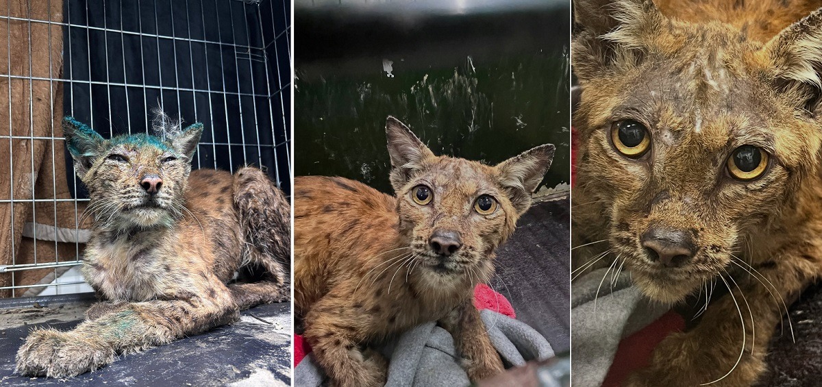 rasul a primit tratament