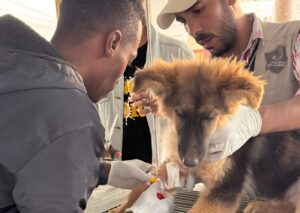 Doi salvatori din Fâșia Gaza tratează un câine rănit