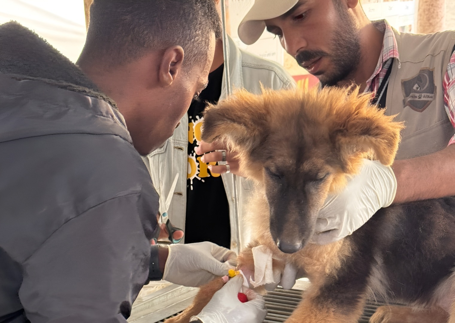 Doi salvatori din Fâșia Gaza tratează un câine rănit