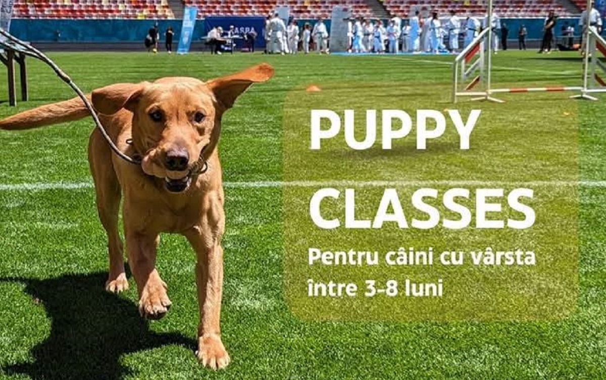 curs de educatie canina