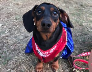 Câine teckel costumat