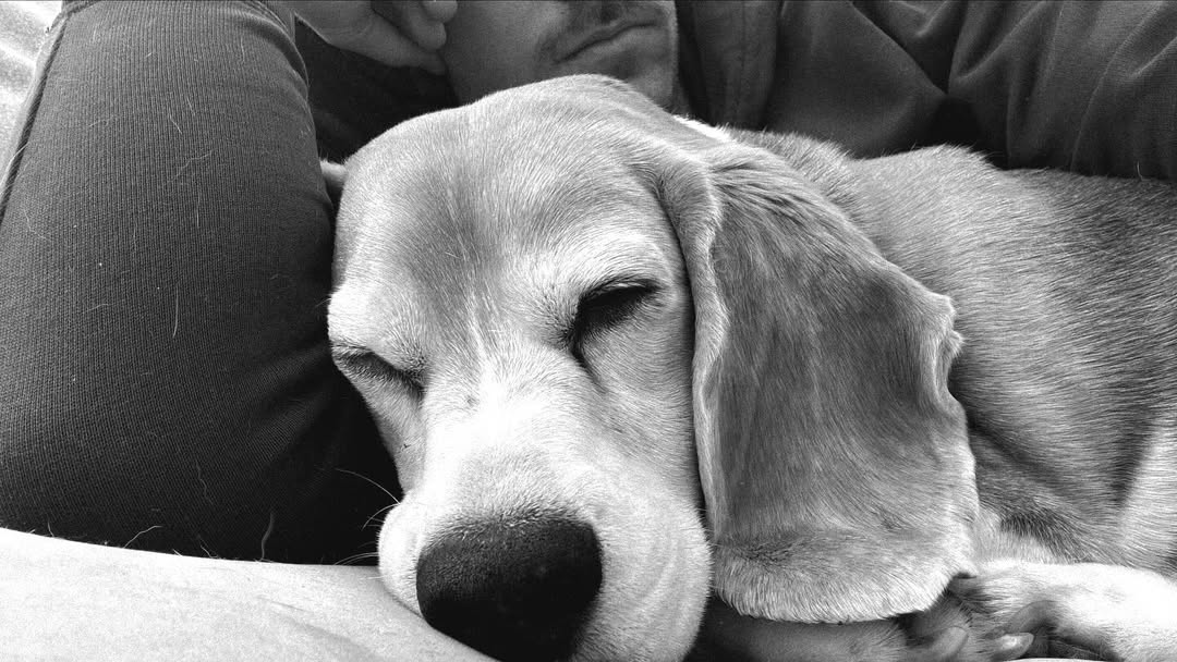 Halo, câinele lui Aaron Ramsey