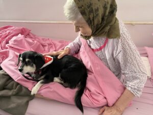 Câine de terapie alături de o bătrână pe patul de spital