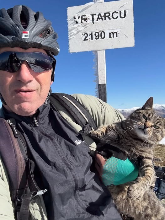 Horia Colibasanu pisica