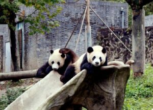 doi ursi panda la gradina zoologica