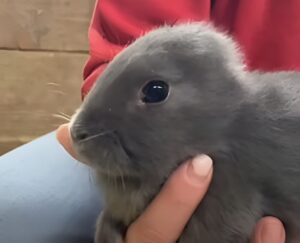 Iepure fără urechi