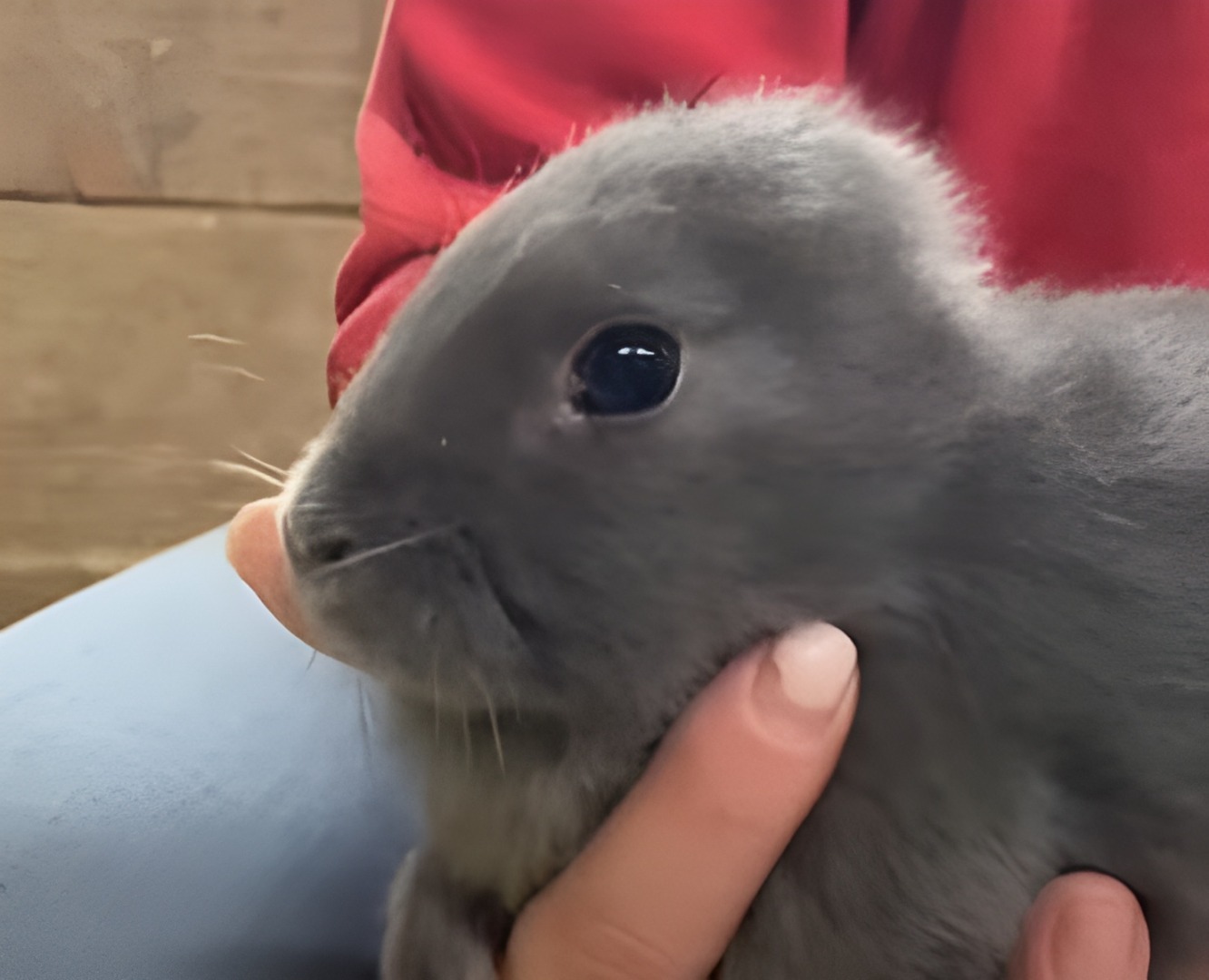 Iepure fără urechi