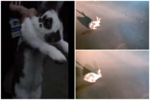 Colaj cu iepurele din Galați